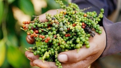 ລາຄາໝາກພິກໄທ ມື້ນີ້ ວັນທີ 4 ທັນວາ 2025: ທ້ອງຖິ່ນຫຼຸດລົງຢ່າງຕໍ່ເນື່ອງ