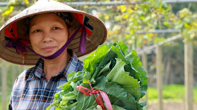 Tuy Loc - green returns