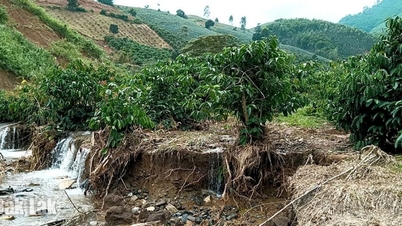 Coffee farmers face difficulties due to floods