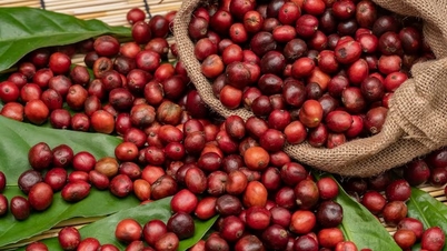 តម្លៃកាហ្វេថ្ងៃនេះ ថ្ងៃទី 4 ខែធ្នូ៖ តម្លៃបន្តធ្លាក់ចុះ robusta ទាបបំផុតក្នុងរយៈពេល 1.5 សប្តាហ៍