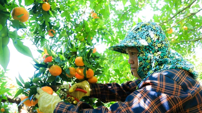 Rasa manis jeruk keprok Nam Son kuno