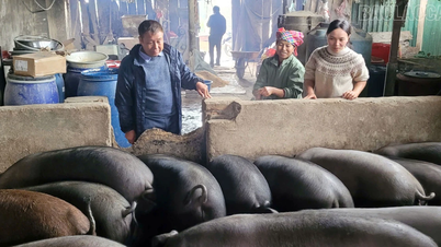 라오차이에서 "능숙한 대중 동원" 모델의 효과성 증진