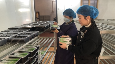 دعم عضوات الجمعية لاقتراض ما يقرب من 28 مليار دونج للتنمية الاقتصادية - صحيفة كاو بانج الإلكترونية