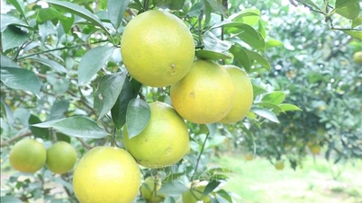Afirmando a marca laranja Hung Yen