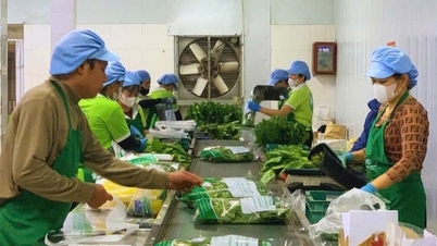 សហករណ៍បន្លែ និងផ្លែឈើស្អាត Chuc Son - ជាកន្លែងភ្លឺដែលមានផ្ទៃដីផលិតជាង 30 ហិកតារបស់ VietGAP