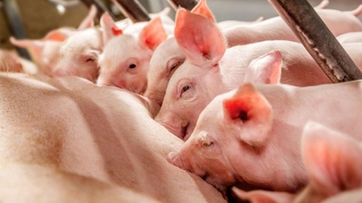 តម្លៃជ្រូកនៅថ្ងៃទី 4 ខែធ្នូ ឆ្នាំ 2025៖ ភាគខាងជើងបានកើនឡើងយ៉ាងខ្លាំង ឈានដល់ 60,000 ដុង/គីឡូក្រាម