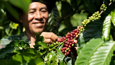 قیمت محصولات کشاورزی در ۴ دسامبر ۲۰۲۵: قیمت قهوه و فلفل به شدت کاهش یافت