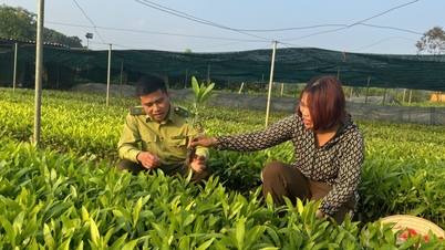 Memastikan benih untuk penanaman semula hutan
