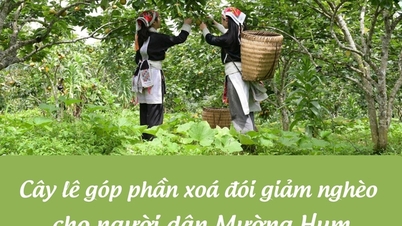 انفوگرافک: ناشپاتی کے درخت موونگ ہم لوگوں کے لیے غربت میں کمی کا باعث بنتے ہیں۔