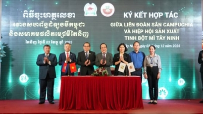 កិច្ចសហប្រតិបត្តិការរាប់ពាន់លានដុល្លារសម្រាប់ឧស្សាហកម្មដំឡូងមី - តៃនិញកម្ពុជា។