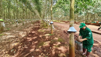 Giá cao su hôm nay 4/12/2025 giảm nhẹ tại nhiều thị trường châu Á