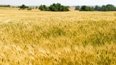 Ceny ryżu dzisiaj, 4 grudnia 2025 r., nieznacznie wzrosły w wielu regionach.