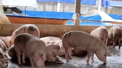 Cena wieprzowiny dzisiaj, 4 grudnia 2025 r., wzrosła jednocześnie: w wielu miejscowościach powróciła do poziomu 60 000 VND/kg