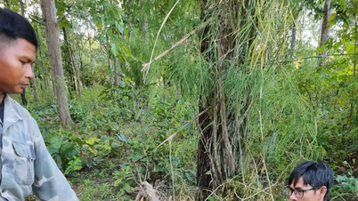 Dak Lak: Ville elefanter angriper tamalefefanter og ødelegger folks avlinger