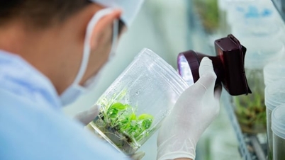 Revolución de variedades: [Parte 2] Los plátanos cultivados en tejidos superan los desafíos