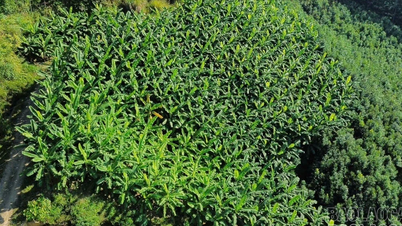 Модель выращивания западно-тайских бананов открывает устойчивый путь к преодолению бедности в Бао Ха