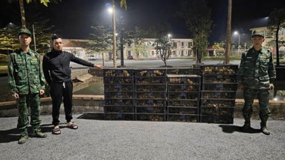 ស្ថានភាពរត់ពន្ធពូជមាន់ឆ្លងព្រំដែនខេត្ត Quang Ninh មានភាពស្មុគស្មាញ។