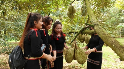 ឃុំ​អ៊ា​ឃ្នៀ​ច ៖ ខិតខំ​ប្រឹងប្រែង​រក​ផ្ទៃដី​ដាំ​ទុរេន ៧០% សម្រាប់​ការ​នាំ​ចេញ​ដើម្បី​ទទួល​បាន​លេខ​កូដ​តំបន់​លូតលាស់