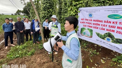 មជ្ឈមណ្ឌលជាតិផ្សព្វផ្សាយកសិកម្មជួយកសិករក្នុងការស្តារផលិតកម្មឡើងវិញ បន្ទាប់ពីព្យុះ និងទឹកជំនន់