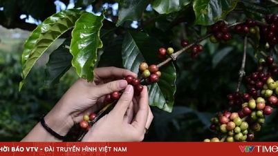 Giá cà phê cao nhất từ trước đến nay