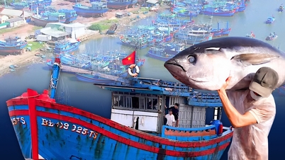 פרויקט להעברת יותר מ-2,500 סירות לנמל הדייג טאם קוואן: "חשבו לעומק, עשו בגדול"