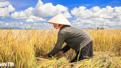 Việt Nam đứng trước cơ hội làm chủ công nghệ hạt giống lúa mới từ Đức