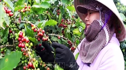 Record price increase, coffee farmers expect bumper crop