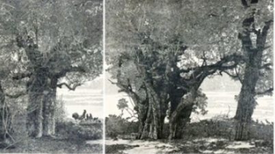 Pictura cu copaci seculari de la templul Ngo Quyen a câștigat premiul întâi