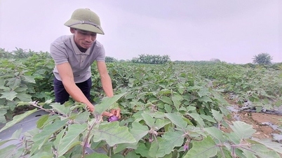 Τα χειμερινά λαχανικά στο Χάι Φονγκ έχουν καλές τιμές.