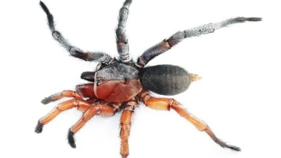 W Tajlandii odkryto rzadkiego pająka, który jest w połowie samcem, w połowie samicą