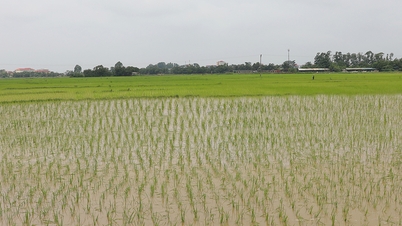 تسعى باك نينه إلى زراعة محصول الربيع لعام 2026 ليصل إلى 91880 هكتارًا