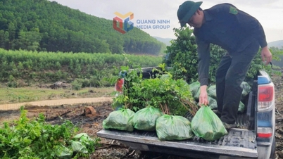 Memecahkan kesulitan dalam melikuidasi hutan yang rusak