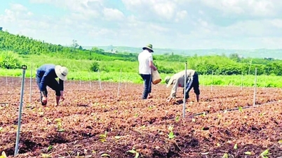 ຟື້ນຟູການຜະລິດກະສິກຳພາຍຫຼັງໄພພິບັດທຳມະຊາດ