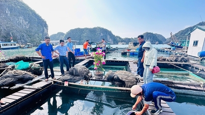 Opening direction for development of fish cage farming at sea