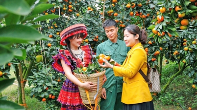 Apabila buah manis bercerita tentang tanah air