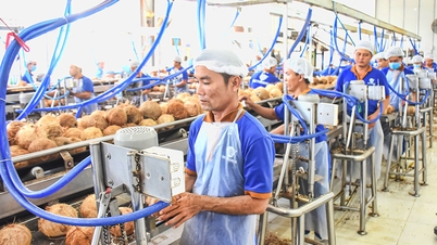 התמקדות בפיתוח תעשיית הקוקוס