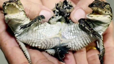 اكتشف مخلوقات غريبة ذات خصائص نادرة في العالم