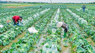 초겨울 야채 잘 팔리고 가격도 높아