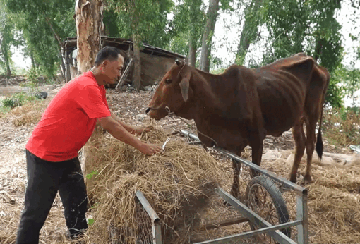Menyediakan mata pencaharian pertanian, membuka jalan keluar berkelanjutan dari kemiskinan