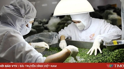 Pemprosesan mendalam: "Kunci emas" untuk membuka jalan bagi pertumbuhan berbilion dolar untuk produk pertanian Vietnam