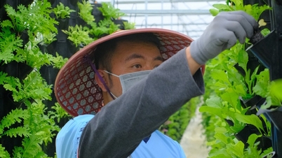 השכרת קרקעות וגידול גינות הופכות לאורח חיים "מרוויח כסף" עבור תושבי העיר