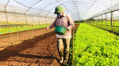 Quang Ngai: Developing cooperatives creates momentum to change the face of rural areas