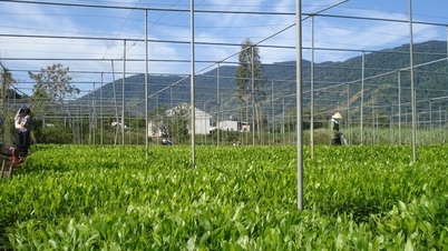 農業部門、自然災害後の生産回復
