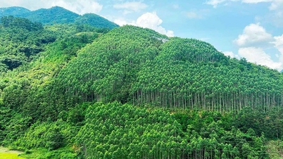 'ভিয়েতনামে ১ বিলিয়ন গাছ'-এর পর বৃক্ষরোপণের সচেতনতা বৃদ্ধি