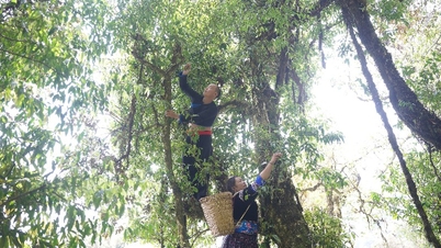 Ta Leng utvecklar unikt råvarujordbruk