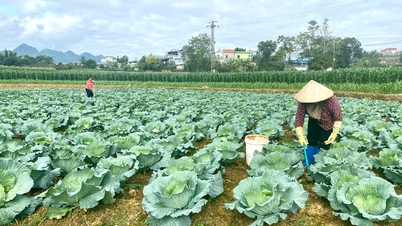 ตันพงษ์ส่งเสริมการผลิตผักฤดูหนาว