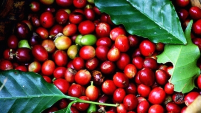 Die Weltmarktpreise für Kaffee steigen wieder an, da das Angebot aus Brasilien zurückgeht.