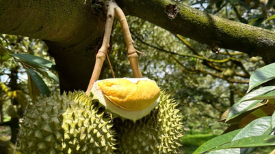 Ціна дуріана сьогодні, 5 грудня 2025 року: залишається високою в дельті Меконгу