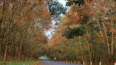Ціна на каучук сьогодні, 5 грудня 2025 року: стабільна на внутрішньому ринку, знижується на міжнародному ринку