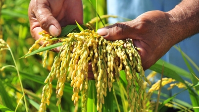 Preço do arroz hoje, 5 de dezembro de 2025: Estável no Delta do Mekong